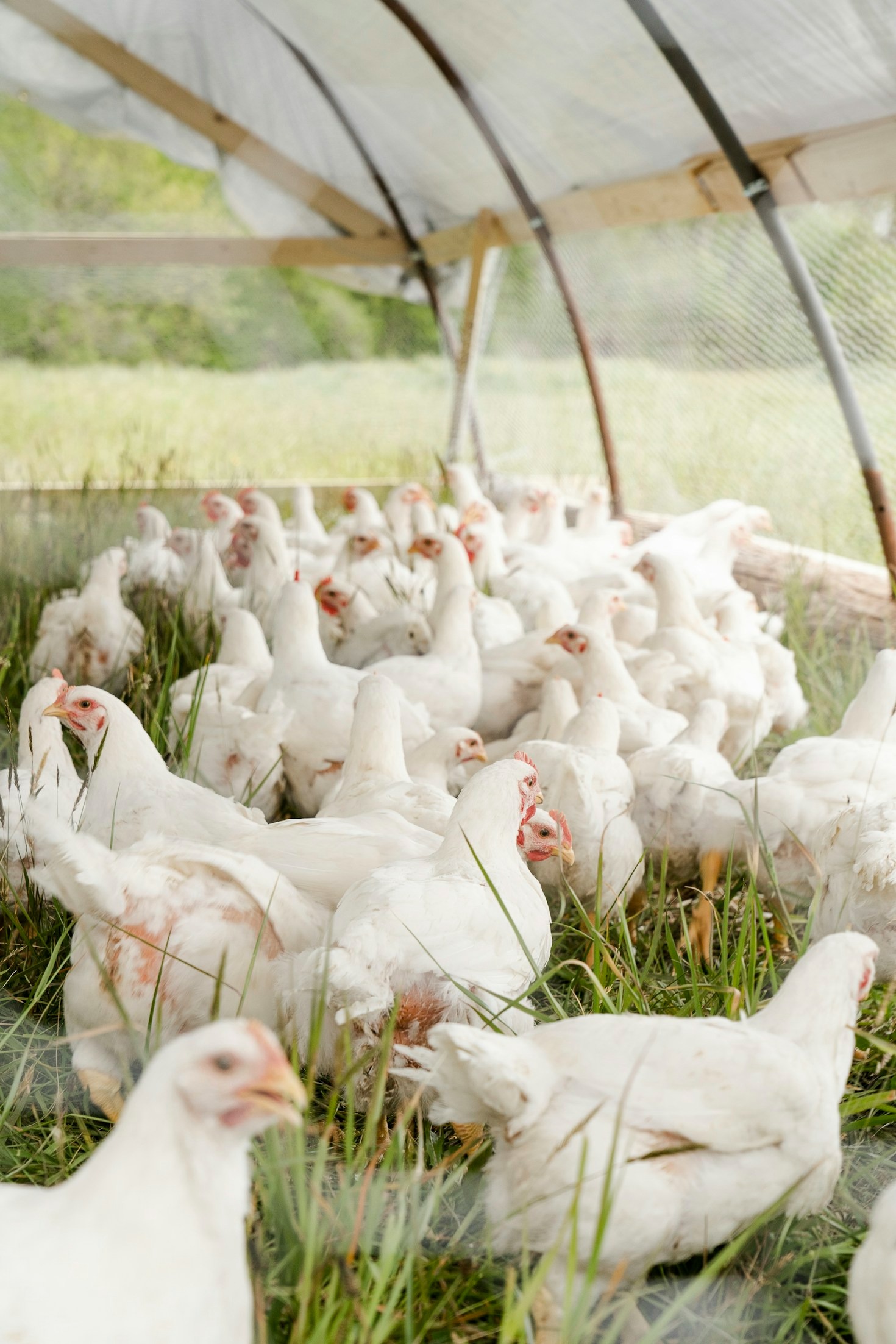 Understanding the Dietary Needs of Your Chickens