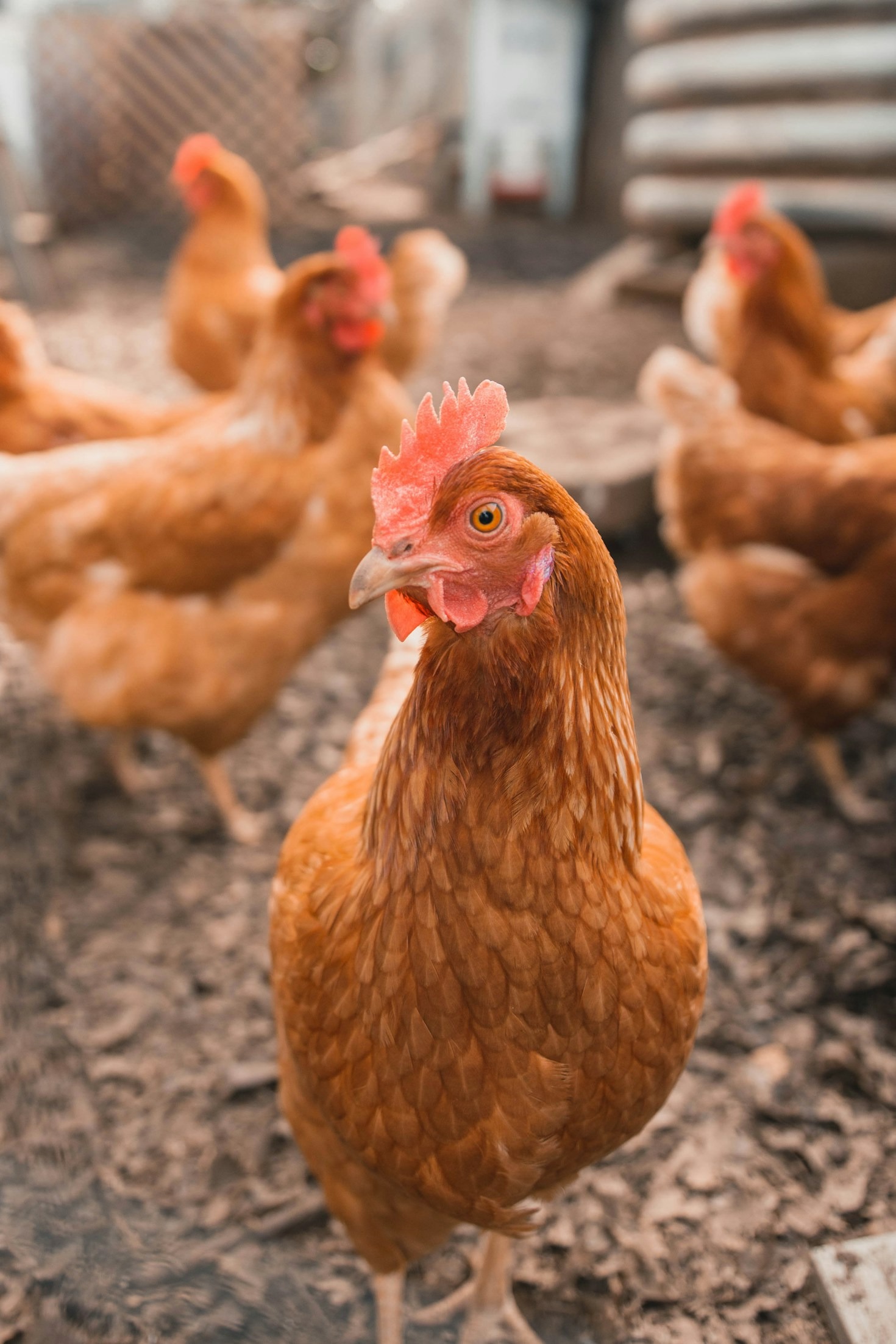 How to Identify and Treat Common Chicken Illnesses