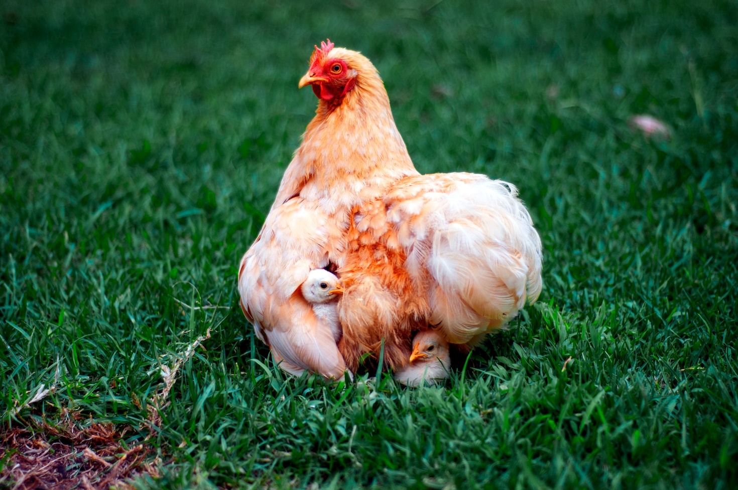 Five Reasons to Add Chickens to Your Backyard